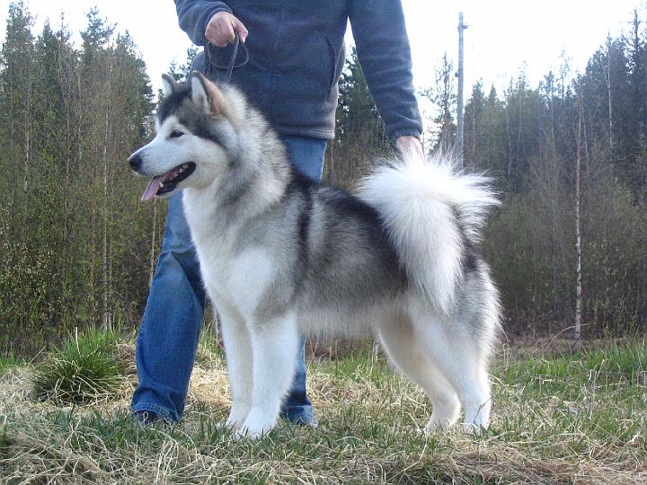 Awa toukokuu_08_005.jpg - Awa toukokuussa 2008 / Awa in May 2008